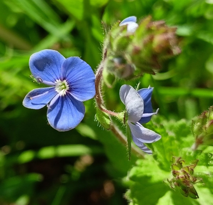 Вероника дубравная veronica chamaedrys