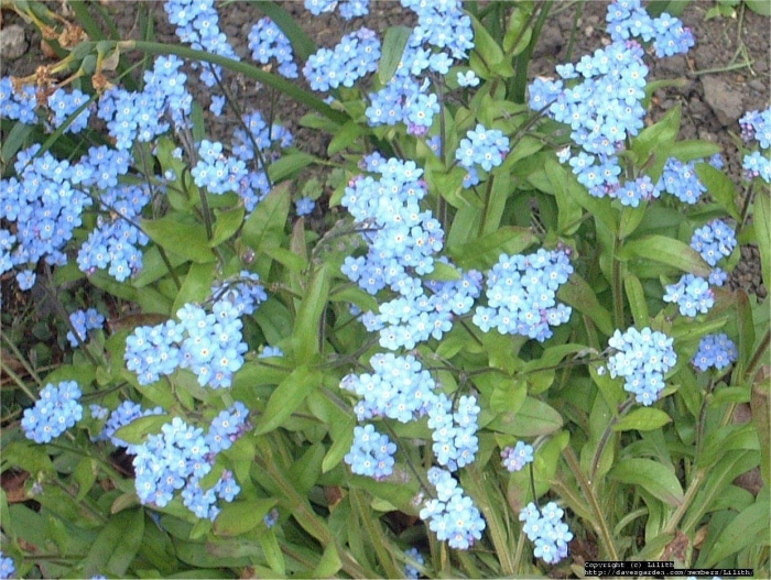 Незабудка альпийская виктория