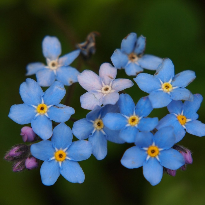 Незабудка альпийская myosotis alpestris