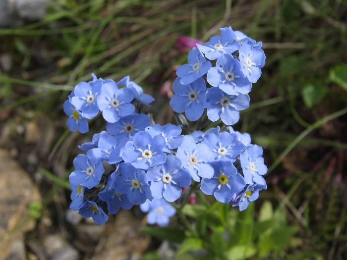Myosotis caespitosa