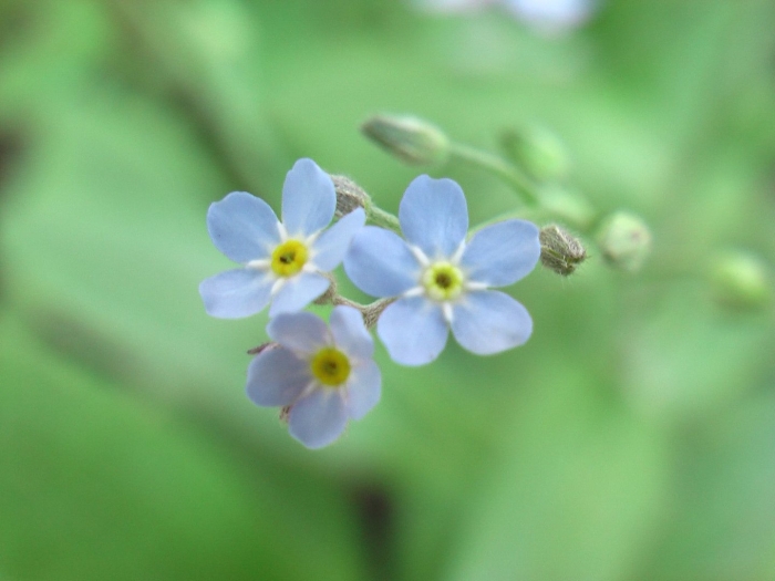 Незабудка бурачниковые