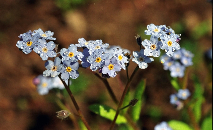 Незабудка лесная форгетминот