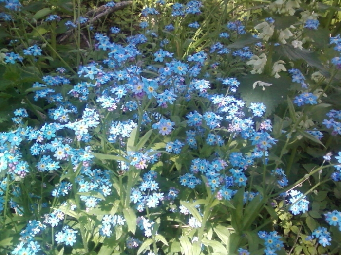 Альпийская незабудка многолетник