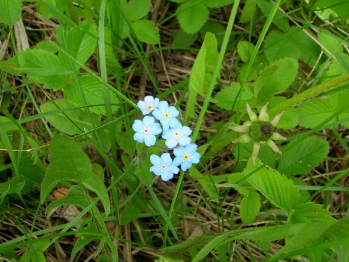 Незабудка альпийская myosotis alpestris