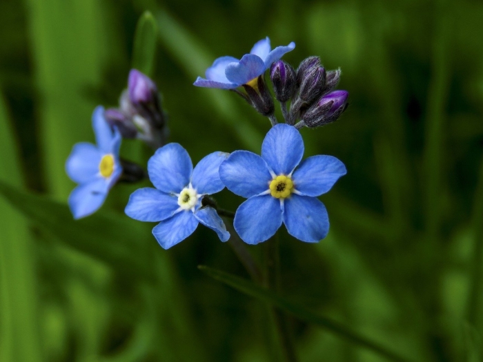 Незабудка myosotis myomark