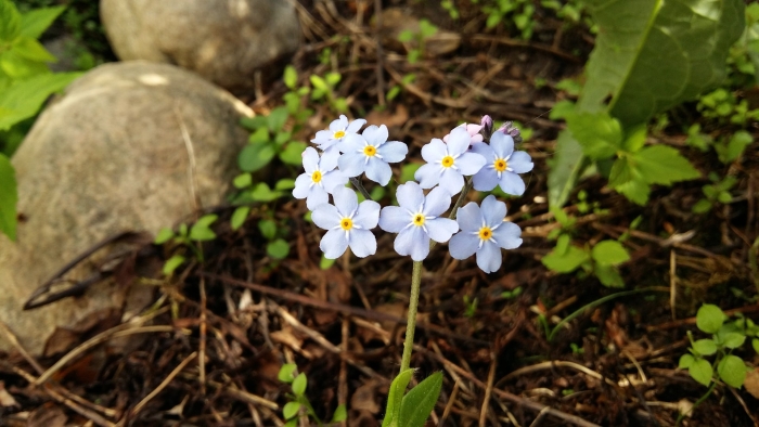 Myosotis sylvatica