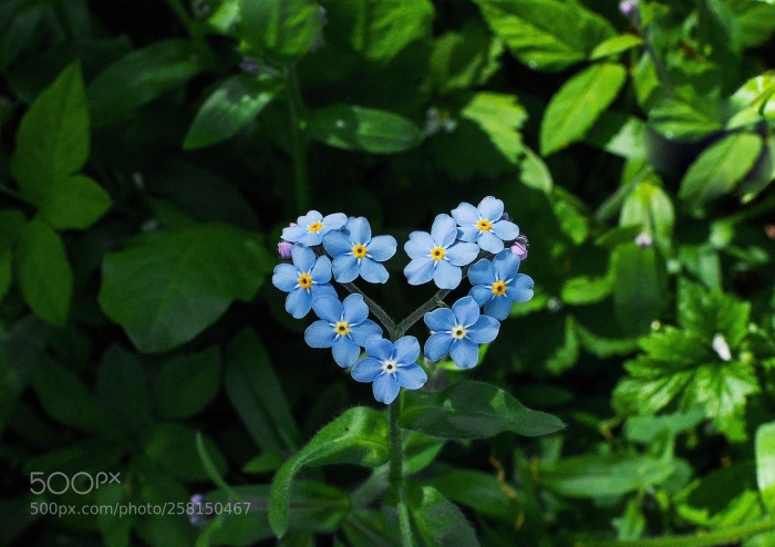 Незабудка чекановского myosotis czekanowskii