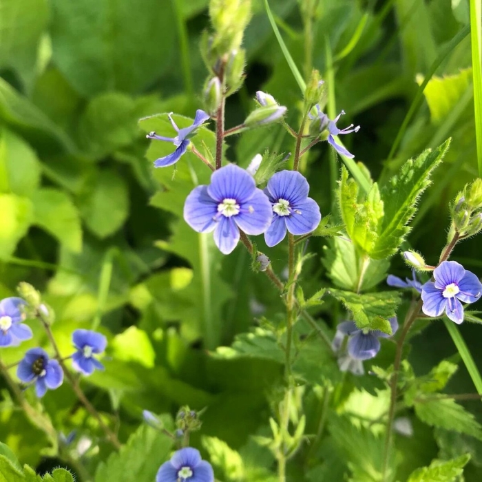 Вероника дубравная