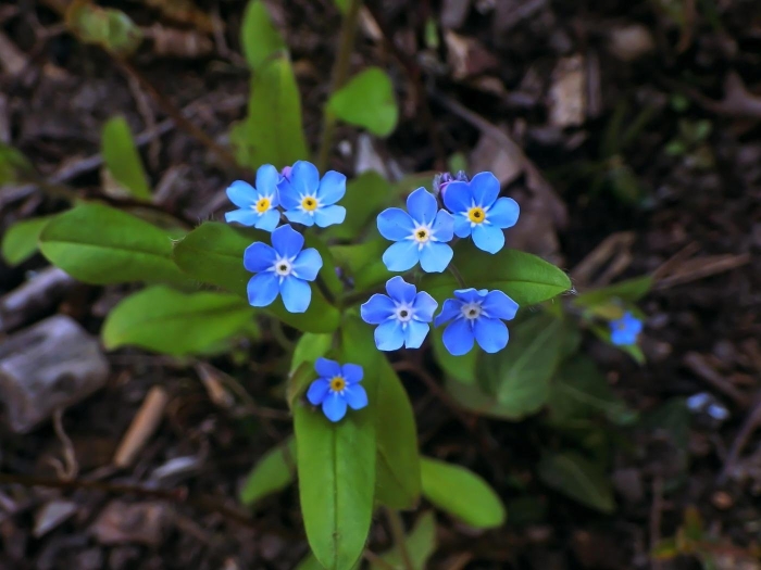 Незабудка альпийская myosotis alpestris