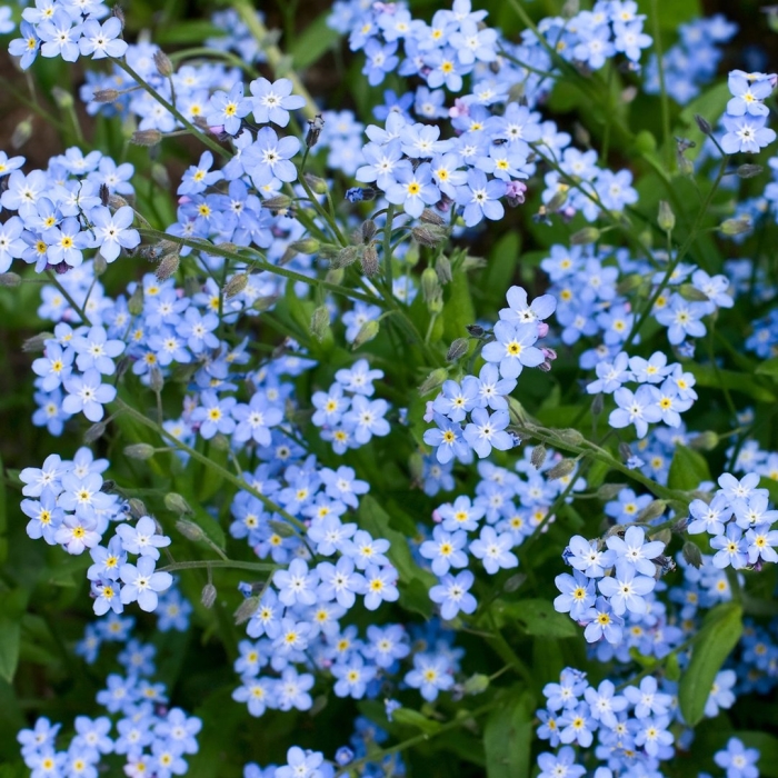 Незабудка гибридная