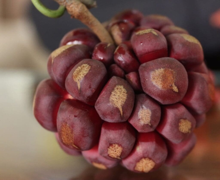 Пухала кадсура