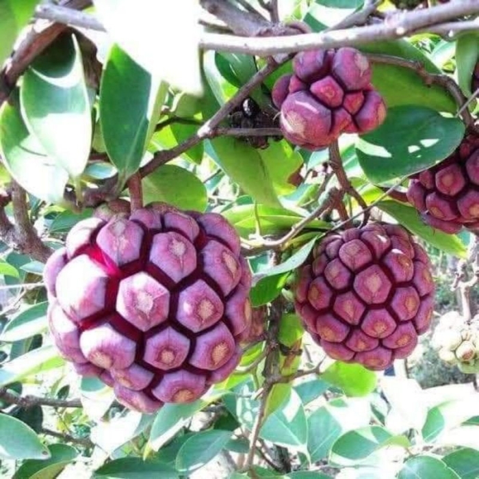 Фруктовое дерево