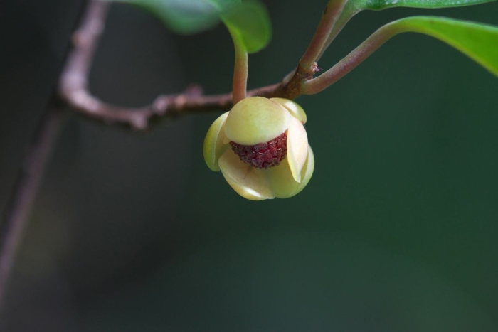 Мангустин фрукт