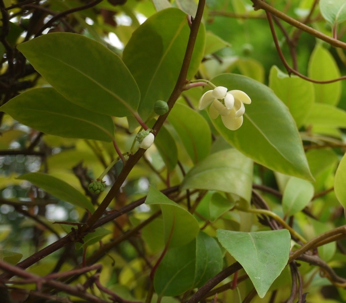 Rhizophora mucronata