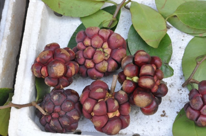 Пухала кадсура