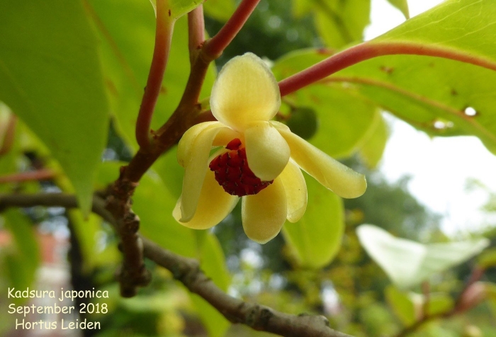 Экзотические цветы