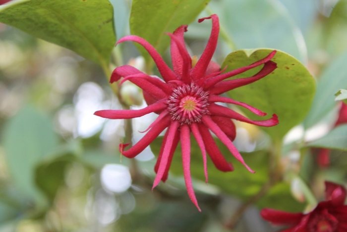 Strophanthus gerrardii