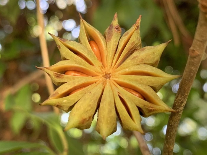 Illicium anisatum