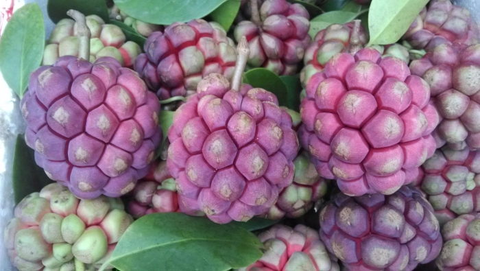 Пухала кадсура