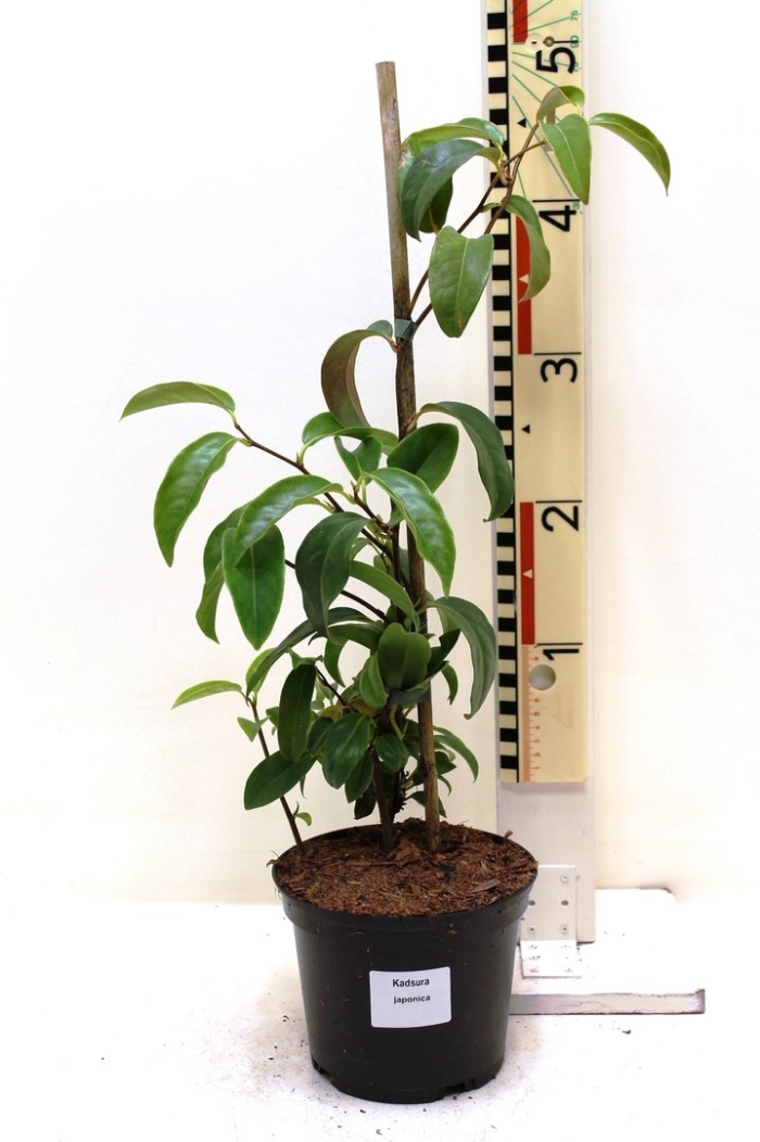 Кадзура японская