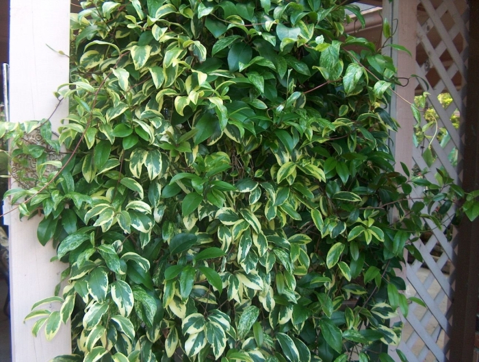 Фикус бенджамина голден кинг