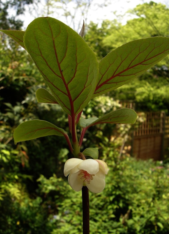 Schisandra grandiflora