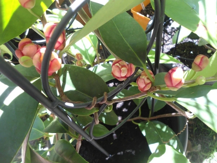 Syzygium samarangense