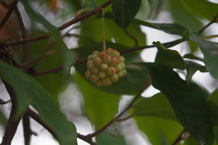 Кизил головчатый клубничное дерево