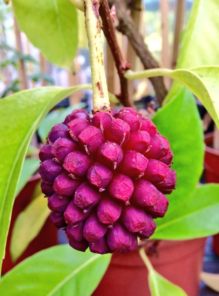 Пухала фрукт