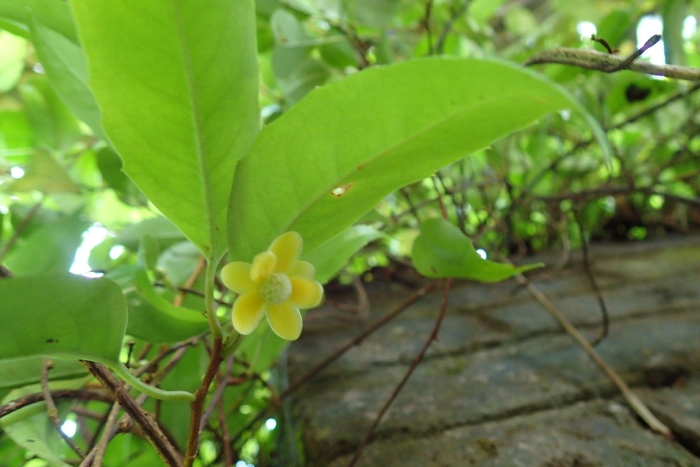 Бадьян звездчатый растение