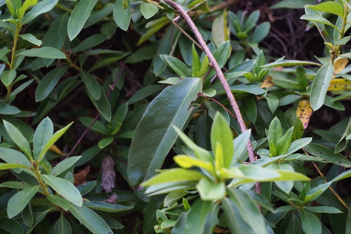 Sarcococca hookeriana