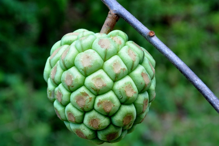 Пухала кадсура