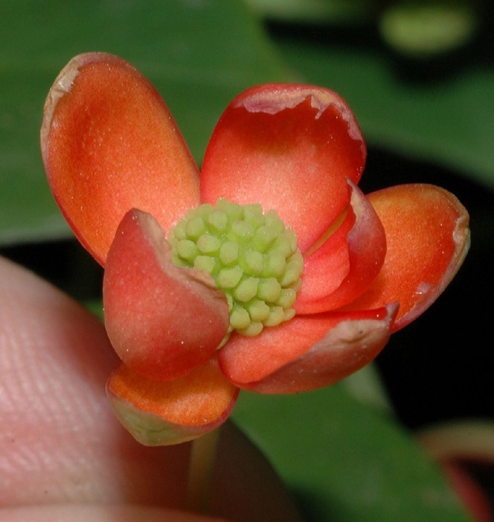 Schisandraceae тип пооад