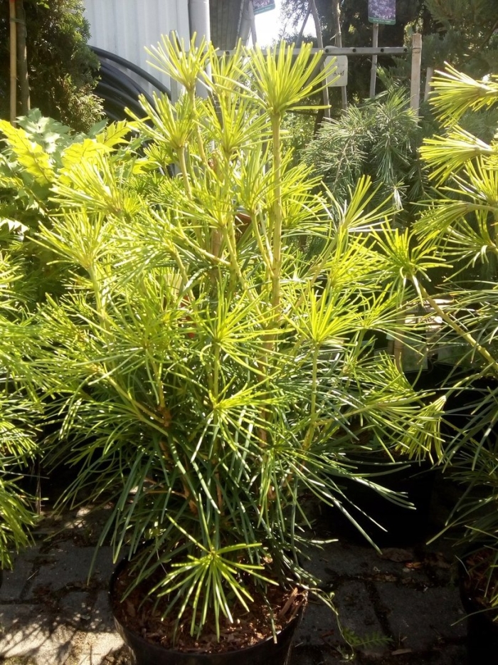 Японская зонтичная сосна сциадопитис