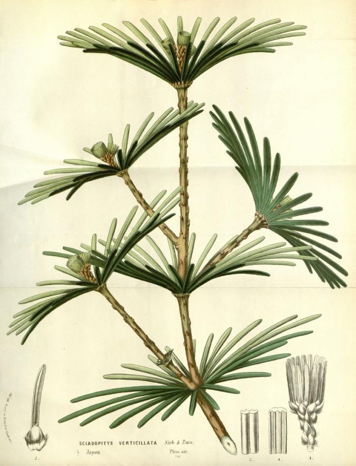 Sciadopitys verticillata