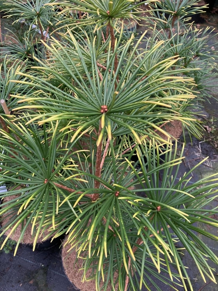 Sciadopitys verticillata