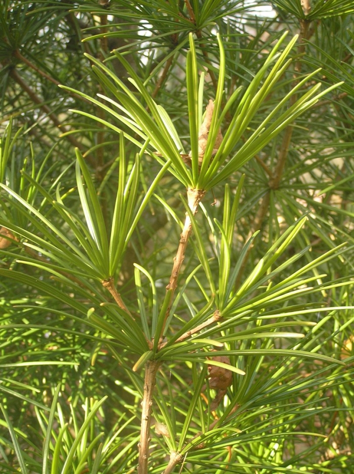 Сциадопитис мутовчатый