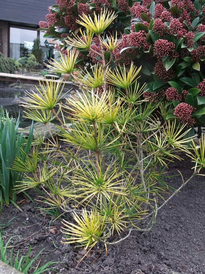 Сциадопитис мутовчатый (sciadopitys verticillata)