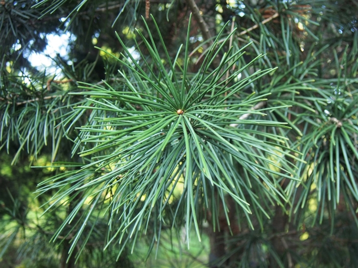 Pinus strobus radiata
