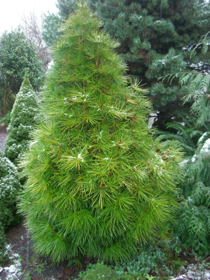 Pinus nigra spielberg