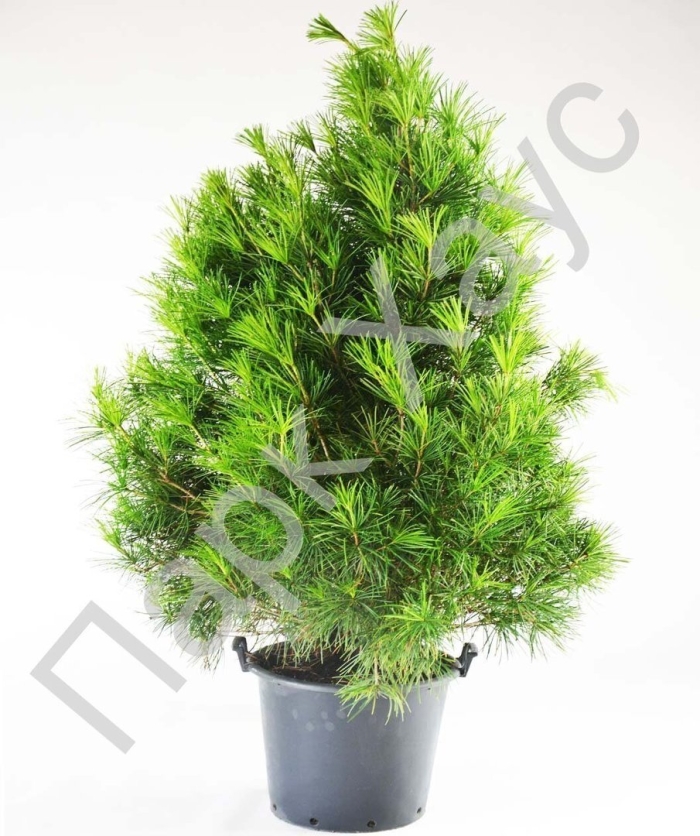 Ель глаука коника