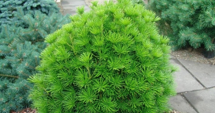 Pinus mugo 'hnizdo'
