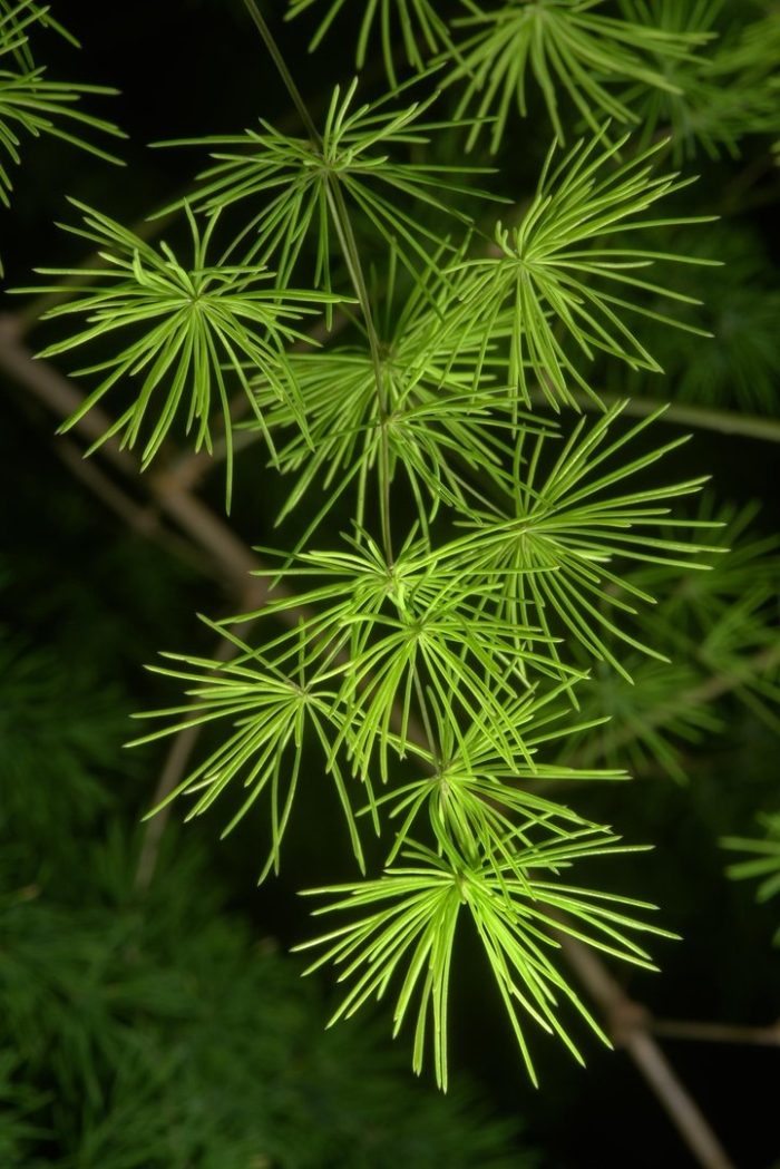 Лиственница европейская