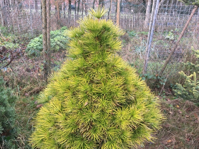 Pinus sylvestris moseri