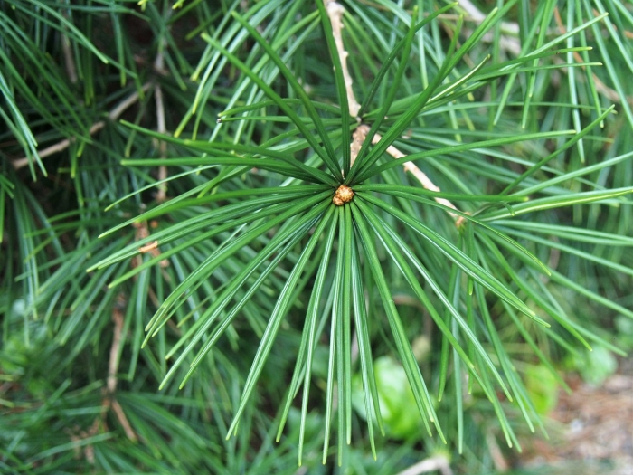 Кедр сибирский хвоинки