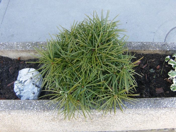 Сциадопитис мутовчатый