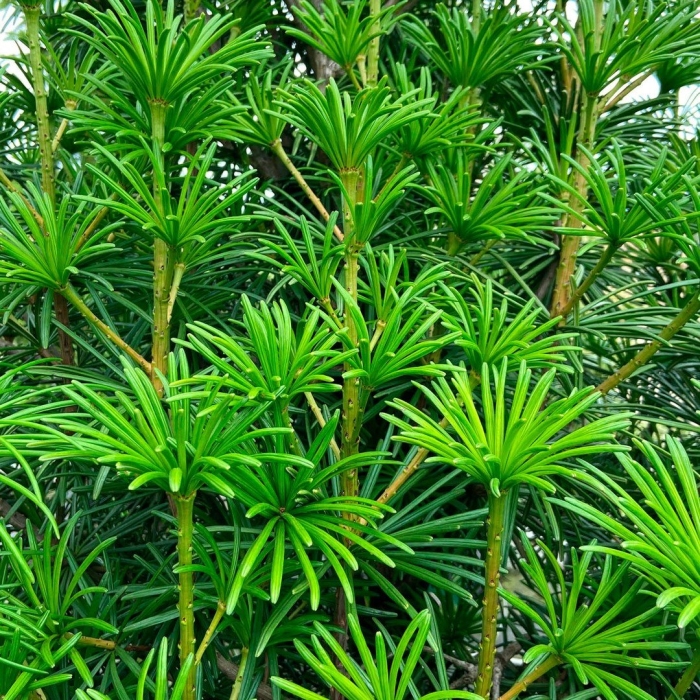 Сциадопитис мутовчатый (sciadopitys verticillata  sternschnuppe )*