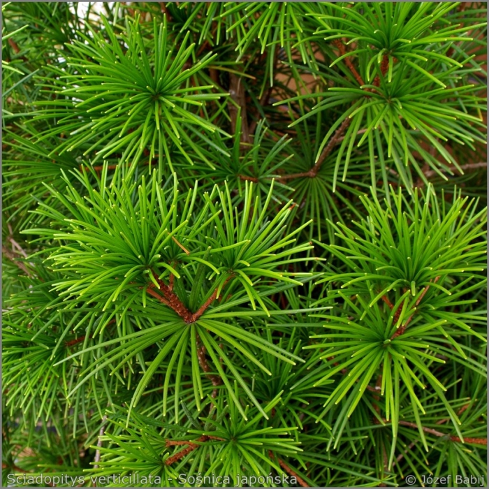Сосна зонтичная сциадопитис