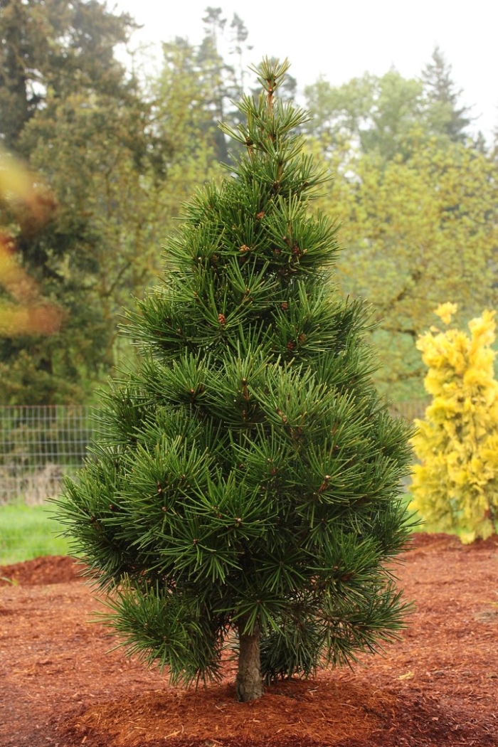 Pinus nigra
