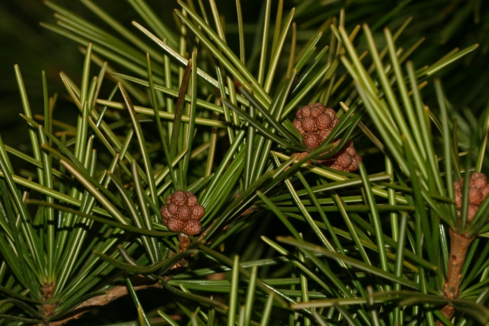 Sciadopitys verticillata